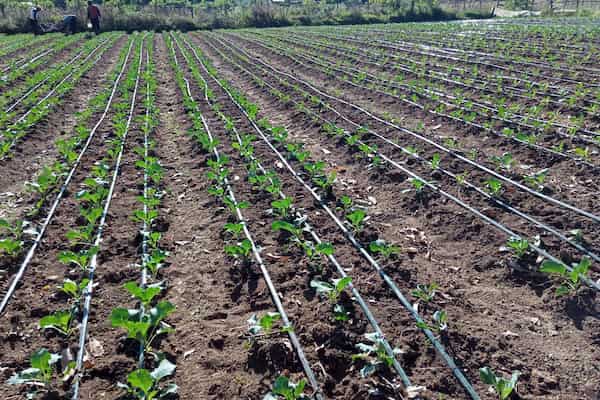 تصویر 2 از فروش نوار آبیاری 16 میلی‌ متر قیمت باور نکردنی